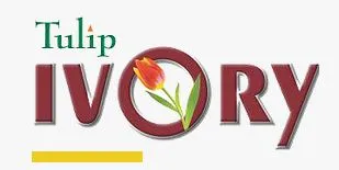 TULIP IVORY